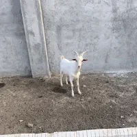 کهره نر سانن