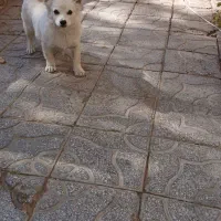 سگ پشمالو و کوتاه