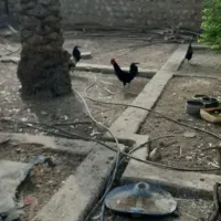 تخم مرغ نطفه دار و خروس محلی|حیوانات مزرعه|ریز, |دیوار