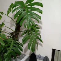 مانسترا قولپیکر|گل و گیاه طبیعی|گالیکش, |دیوار