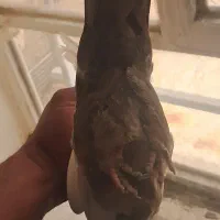 کبوتر دم قهوه ای