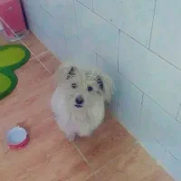 سگ پاکوتاه