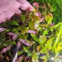 گیاه آکواریوم لودویجیا و هیگروفیلا