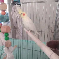 عروس هلندی نر