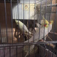 عروس هلندی مولد جفت|پرنده|تهران, خانی آباد نو شمالی|دیوار