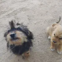 واگذاری توله شیدزو|سگ|آبپخش, |دیوار