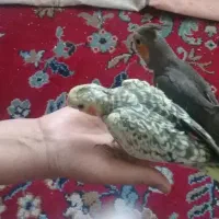 پرنده|پرنده|شهرکرد, |دیوار