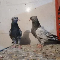 طوقی کله ای|پرنده|مبارکه, |دیوار