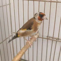 سیره ماده قفس