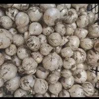 موسیر کوهی