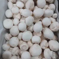 قارچ دکمه ای|خوردنی و آشامیدنی|شیراز, محمدیه|دیوار