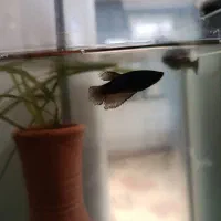 ماهی های گیاه خوار معاوضه با اسکار