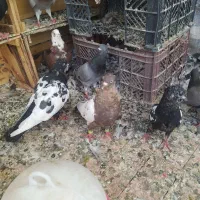 کبوترهمه رقم