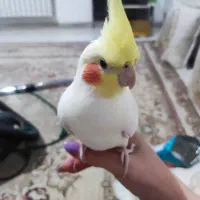 مژدگانی برای پرنده گمشده ( عروس هلندی)