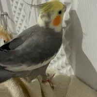 گمشده عروس هلندی