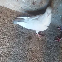 کفتر آلمانی|پرنده|اسلامیه, |دیوار