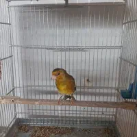 فروش یک عدد سهره قناری|پرنده|فردیس, شهرک شهید حسینی|دیوار
