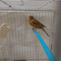 قناری ماده آماده پس کوزه به همراه جوجه نر