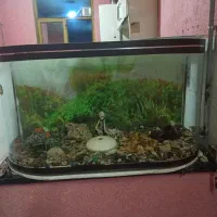 اکواریوم ماهی|ماهی|شریف‌آباد, |دیوار