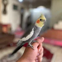 عروس هلندی سخنگو