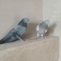 کبوتر پر|پرنده|فرخ‌شهر, |دیوار