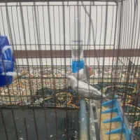 فنچ نروماده|پرنده|پاکدشت, شهرک امام رضا|دیوار