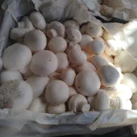 قارچ لوکس عمده