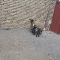 چهار‌راس شیشک‌بره‌داره‌شکم‌اول‌درجه‌یک