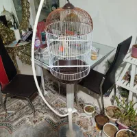 قفس پرنده در حد