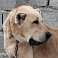 سگ سرابی اصیلی|سگ|اردبیل, |دیوار