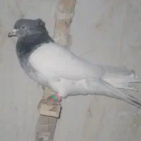 کبوتر آلمانی و رنگه|پرنده|مشهد, هفده شهریور|دیوار