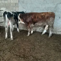 گاو گوساله نر|حیوانات مزرعه|مرودشت, رامجرد یک|دیوار