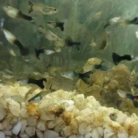 ماهی گوپی|ماهی|کرمانشاه, |دیوار