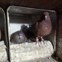 نر وماده زرد دم سفید و سینه سیاه|پرنده|زرند, |دیوار