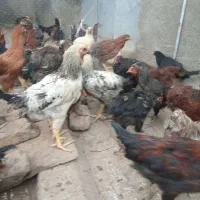 مرغ 5 ماهه 150