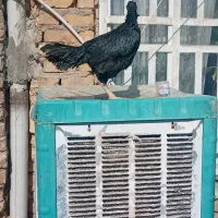 مرغ و خروس لاری|حیوانات مزرعه|شیراز, دست خضر|دیوار
