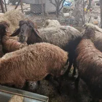 گوسفند جوان|حیوانات مزرعه|ساری, |دیوار