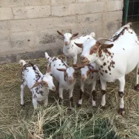 بز صلاله ۴قلوزا اصیل