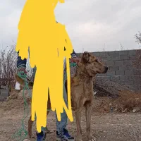 سگ افغان نر