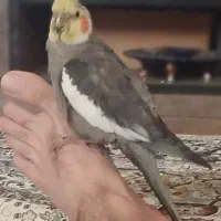 گمشده 6/13|حیوانات|شیراز, فخرآباد (دروازه کازرون)|دیوار