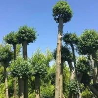 باغبانی رودهن پردیس جاجرود دماوند بومهن|خدمات باغبانی و درختکاری|پردیس, شهرک صنعتی کمرد|دیوار