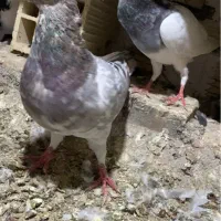 کفتر جفتی و پرشی همه رنگی|پرنده|آبیک, |دیوار