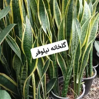 گل، گلدان، خاک، کود، بذر|عمده‌فروشی|گلبهار, |دیوار