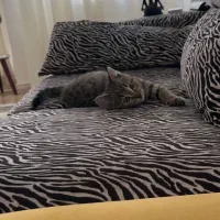 بچه گربه سه ماهه جهت واگذاری