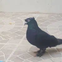 سیاه دم دوکاکل معاوضه