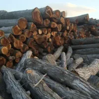 خرید چوب انواع چوب باغی