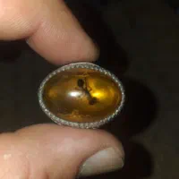 انگشتر کهربا حاوی مورچه