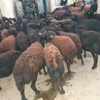 گوسفند قرقزل افشار جوان آبستن|حیوانات مزرعه|ماهنشان, |دیوار