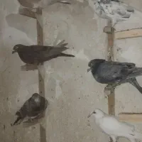 هشت عدد کبوتر
