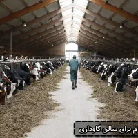 کارگر تمام وقت گاوداری گوشتی صنعتی